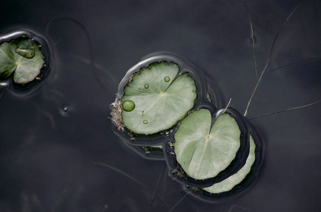 floating lotus leaves Explore marketing services
