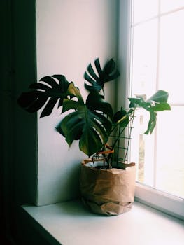 pexels-photo-3139367-3139367 Sunlit monstera plant on a windowsill adds a stylish touch indoors.